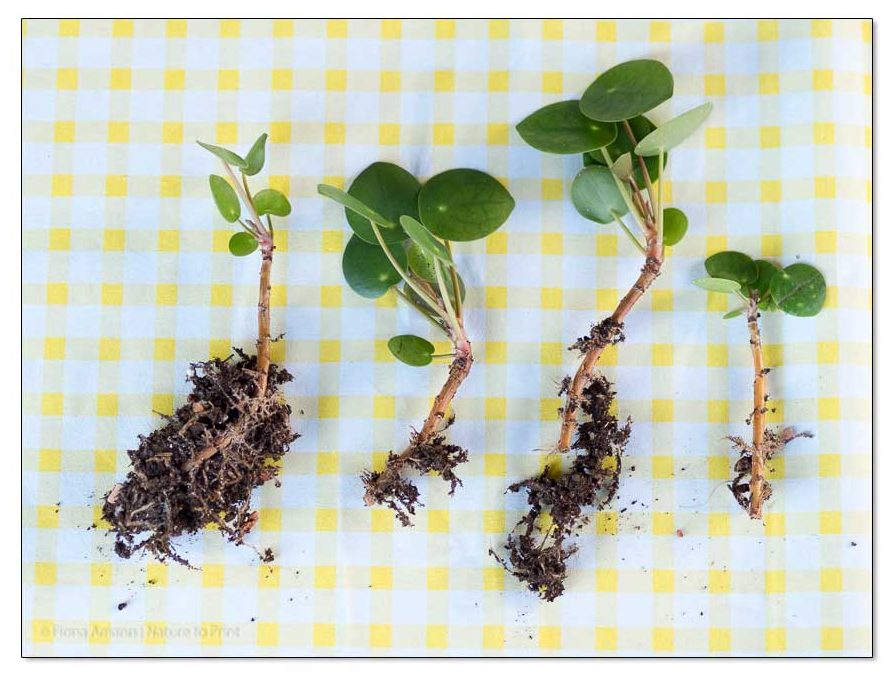 Wurzelableger einer Ufopflanze 