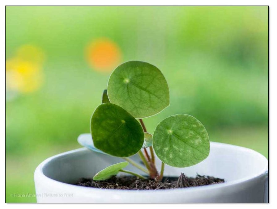 Frisch getopfte junge Ufo-Pflanze