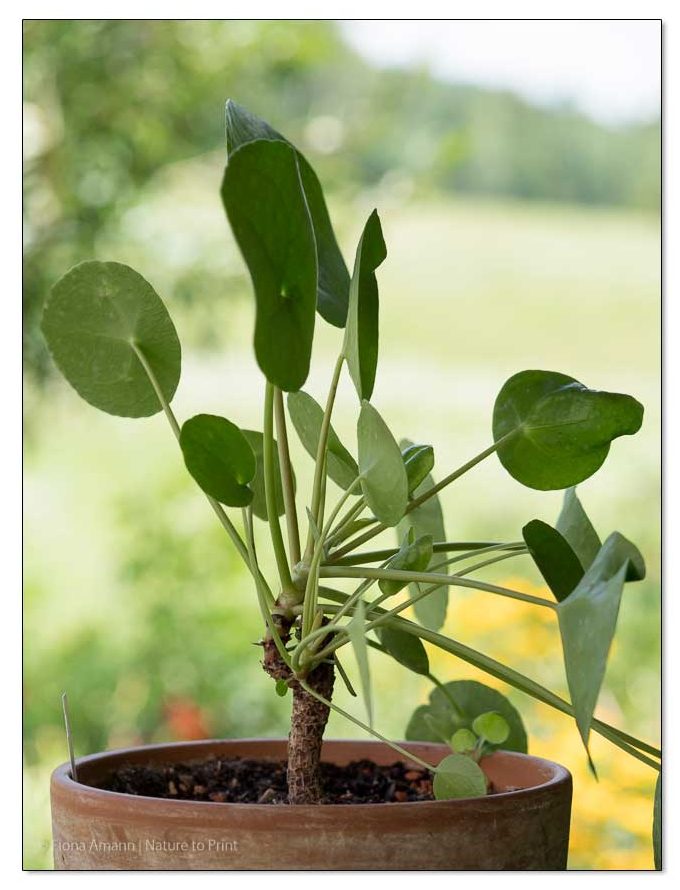 Eine ältere Ufo-Pflanze mit gekappten Stamm