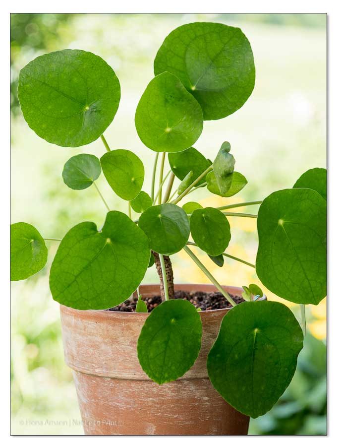 Eine gestutzte Mutterpflanze Pilea treibt wieder schön aus.