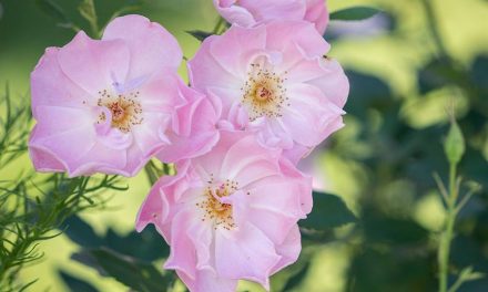 Wann ist Liebe reif für ein Rosenbild?