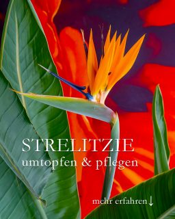 Strelitzie / Paradiesvogelblume umtopfen & pflegen

Die Strelitzie ist eine erstaunlich robuste und pflegeleichte exotische Kübelpflanze. Sie braucht zwar sieben Jahre, um zur Blüte zu kommen, danach blüht sie jedoch zuverlässig Jahr für Jahr. Geduld, Geduld, es lohnt sich!

+ Standort sonnig.
+ Viel Licht, Wärme, 18 bis 25 Grad
+ Im Sommer kann die Strelitzie auch draußen stehen,
+ dann aber vor Wind geschützt

+ Gießen: einmal wöchentlich mindestens
+ im Sommer und bei Hitze auch öfter
+ Durst zeigt die Paradiesvogelblume durch eingerollte Blätter

+ Von März bis Oktober alle 14 Tage düngen mit flüssigen Blumendünger
+ Pflege: ab und zu entstauben
+ Gelegentlich besprühen mit zimmerwarmen Regenwasser

Umtopfen:

+ Runden Pflanzkübel wählen, besser breit, als hoch.
+ Die dickfleischigen Wurzeln können viel Wasser speichern
+ Umtopfen größerer Exemplare gelingt nur zu zweit und ist sehr anstrengend.
+ Manchmal muss sogar eine Säge ran, um den Wurzelstock zu bändigen. Keine Sorge. Die Strelitzie ist zäh und steckt das locker weg. Sie treibt nach so einer Aktion schnell wieder aus.

+++ Bilder vom Umtopfen im Blog!

Strelitzie blüht nicht?

+ Zu junge Pflanze. Geduld! 7 Jahre braucht sie bis zur 1. Blüte.
+ Blühpflanzendünger verwenden und davon nicht zu viel, sonst gibt's nur Blätter.

Winterquartier?

+ Vergessen Sie's! Ab einer gewissen Größe muss auch eine Strelitzie mit dem zurechtkommen, wo sie nun einmal steht. Bei mir seit über 25 Jahren im Büro an einem bodentiefen Südfenster. Umziehen quasi unmöglich.

Im Blog: Strelitzie umtopfen und pflegen
https://www.mein-blumenbild-des-tages.de/strelitzie-umtopfen-pflegen/

Kurz: https://www.insbeet.de/Strelitzie

#paradies #exotisch #kübelpflanzen #umtopfen #strelitzie #zimmerpflanzen #pflanzenliebe #grünpflanzen #grünerdaumen #pflanze #büropflanze #pflanzenwissen #pflanzenpower #pflanzentipps #urbanjungleblogger #blütentraum #urbanjungleblog #topfpflanze #strelitzie