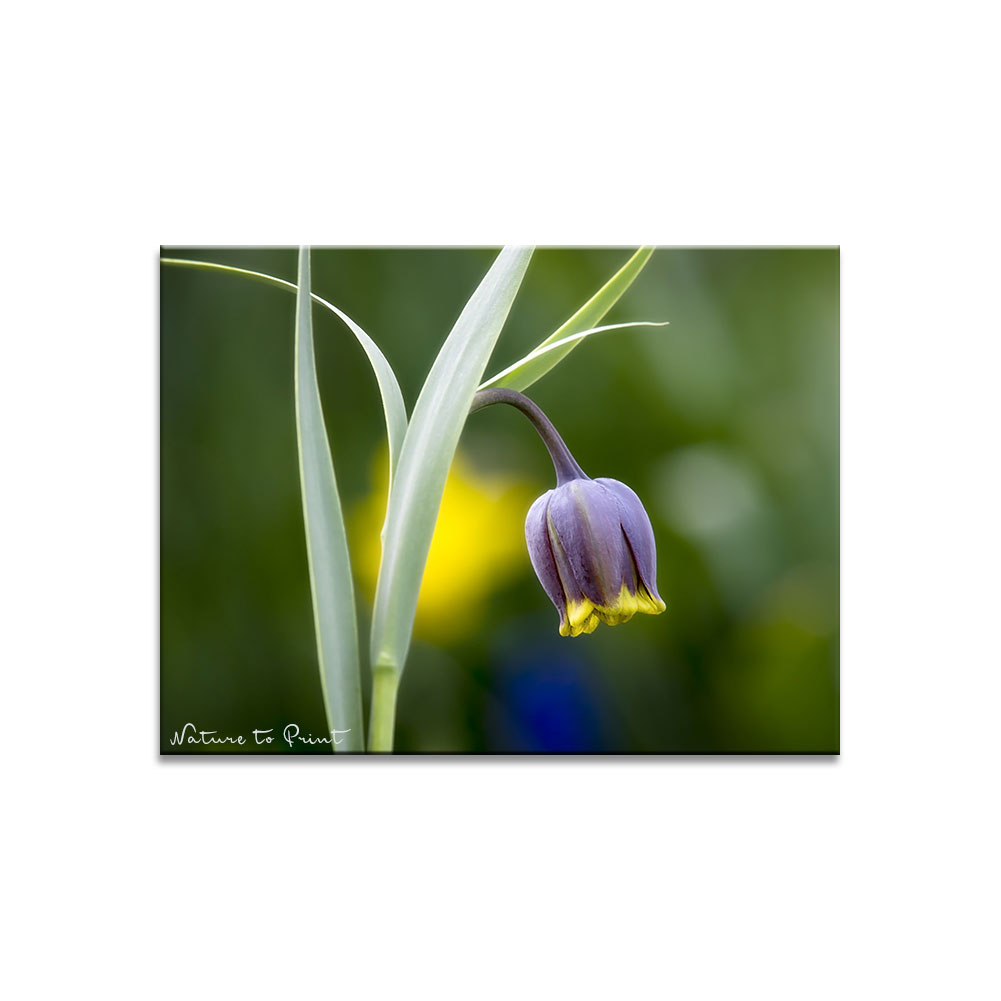 Blumenbild Fuchstraube im Garten von Nature to Print