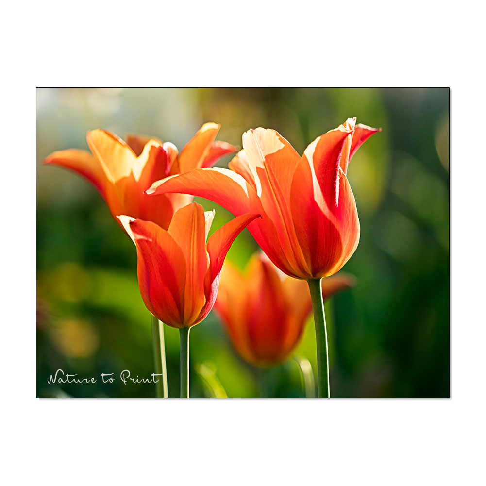 Dauerhafte Tulpen | Lilienblütige Tulpe Ballerina blüht jedes Jahr aufs Neue