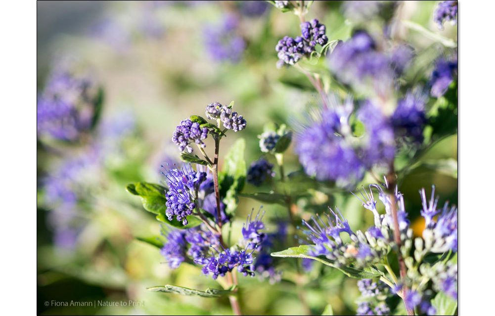 Bartblumen machen Bienen glücklich. | Gartentipp