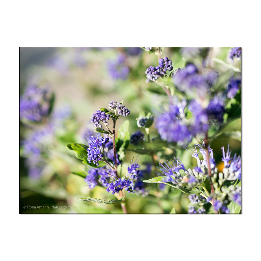 Bartblumen machen Bienen und Hummeln glücklich