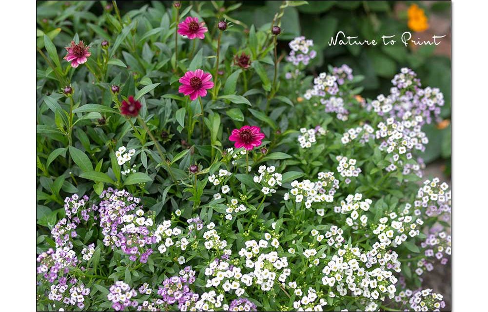 Pflegeleichte Dauerblüher. Perfekte Pflanzen für Beet und Balkon | Gartentipp