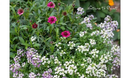 Pflegeleichte Dauerblüher. Perfekte Pflanzen für Beet und Balkon | Gartentipp