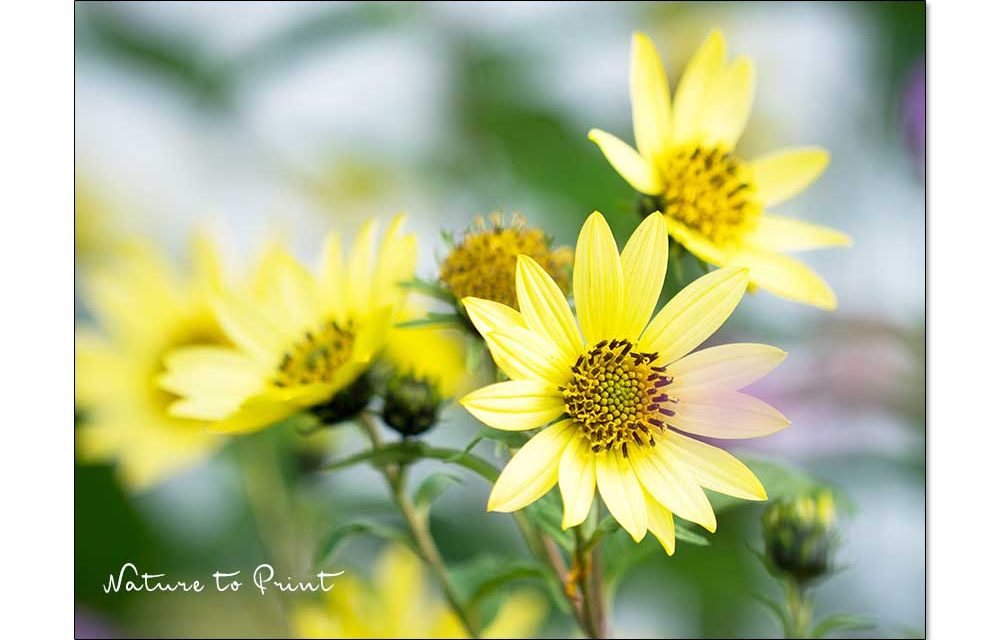 Mehrjährige Sonnenblumen im naturnahen Garten | Gartentipp