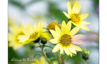 Mehrjährige Sonnenblumen im naturnahen Garten | Gartentipp
