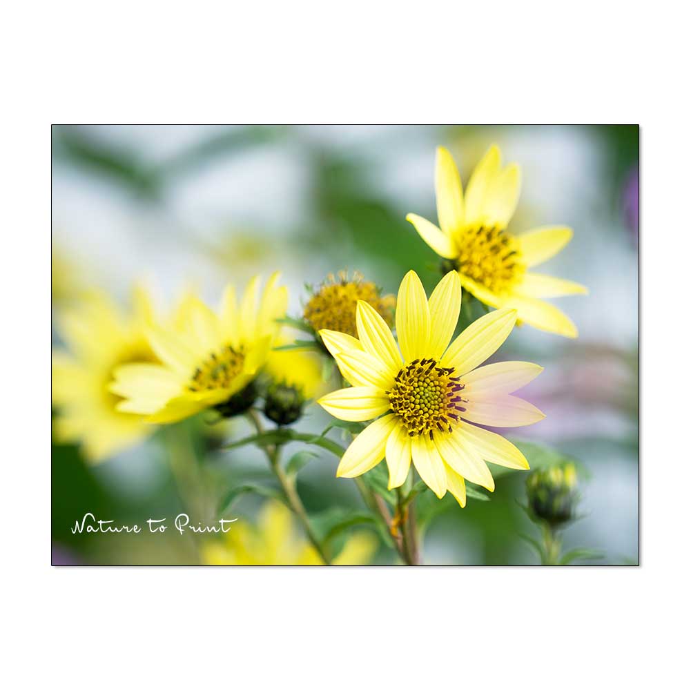 Mehrjährige Sonnenblumen Helianthus Lemon Queen