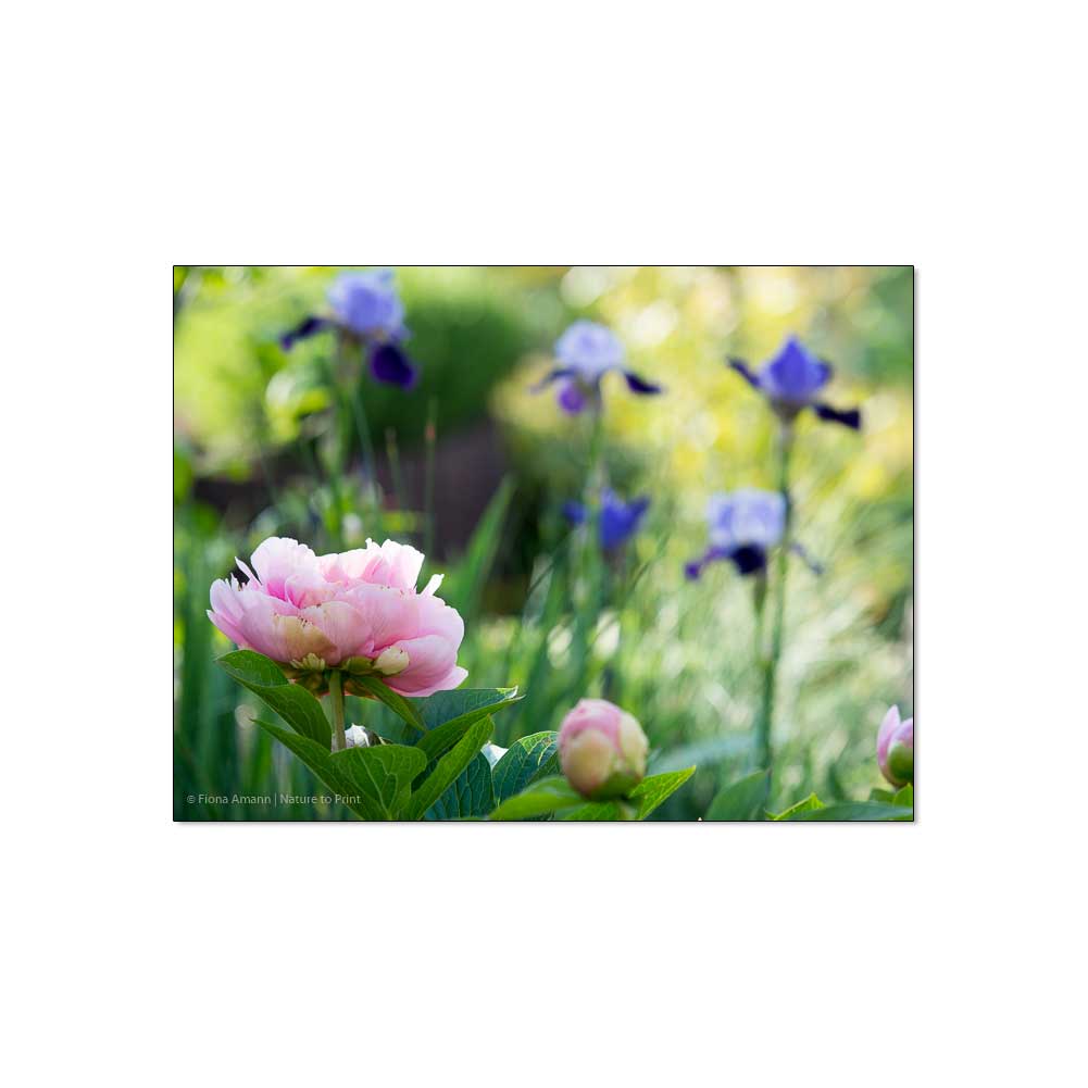 GARTENTIPP: Pfingstrosen pflanzen und erfolgreich versetzen.