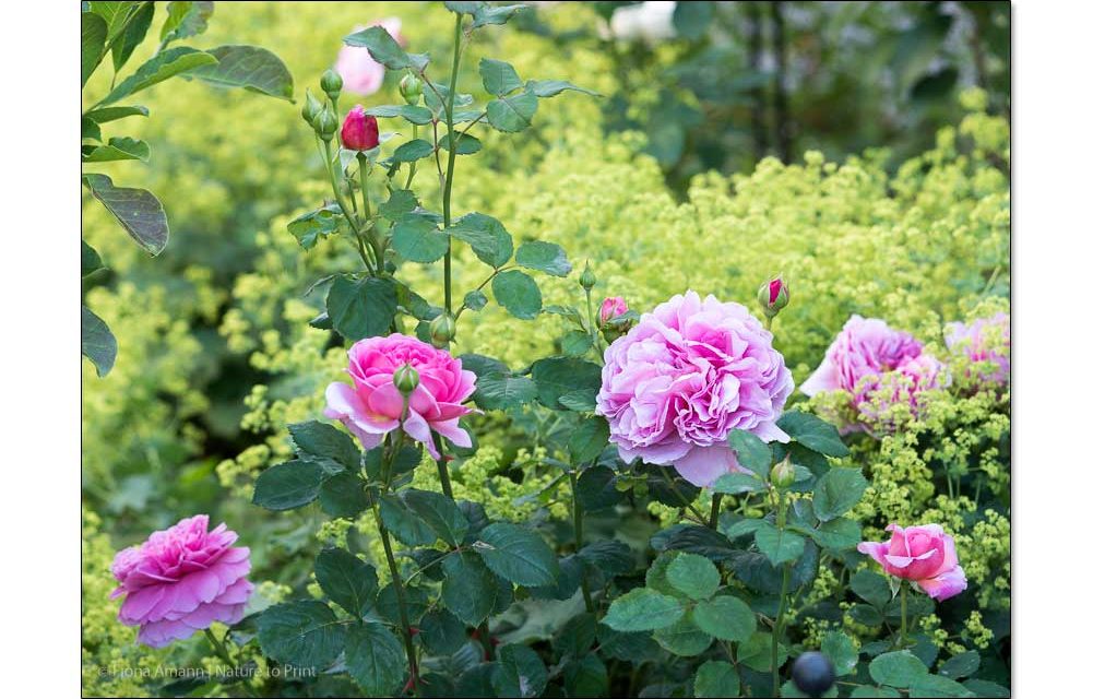 40 gute Rosen. Eine Auswahl meiner besten Rosen | Gartentipp