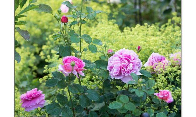 40 gute Rosen. Eine Auswahl meiner besten Rosen | Gartentipp