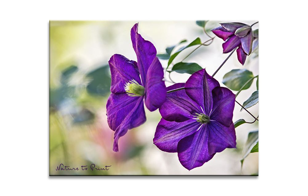 Violette Blumenbilder. Luxus und Mystik für die Wand.