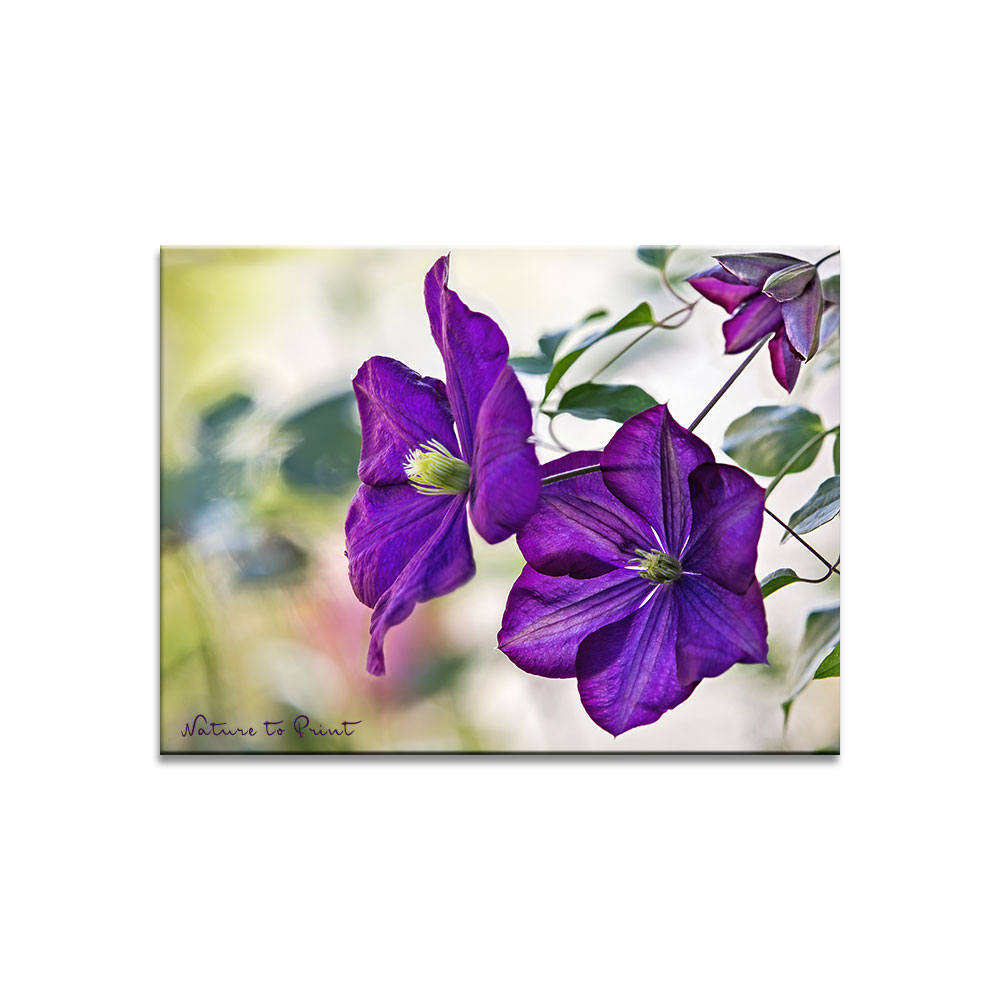 Violette Blumenbilder | Lila Clematis Jackmanii