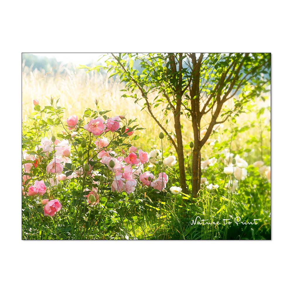 Wurzelnackte Rosen entwickeln sich schnell