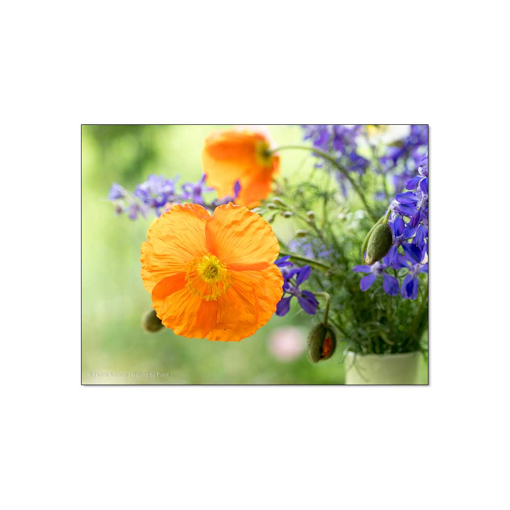 Faszination Islandmohn. Dieser Name ist Programm.