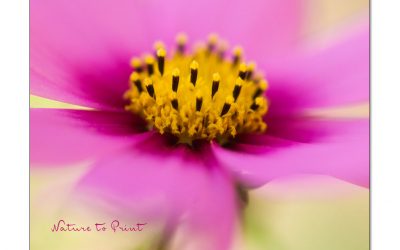 20 rosa Blumenbilder fürs Pflegezentrum Eichenau