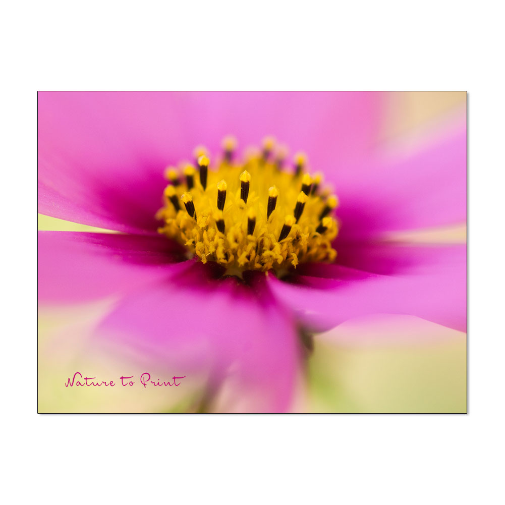 Rosa Blumenbilder | Rosa Schmuckkörbchen, beschwingt