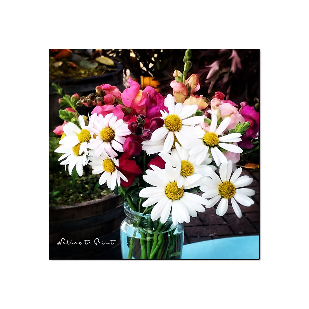 Herbstmargeriten. Sonnige Blüten für den Oktober