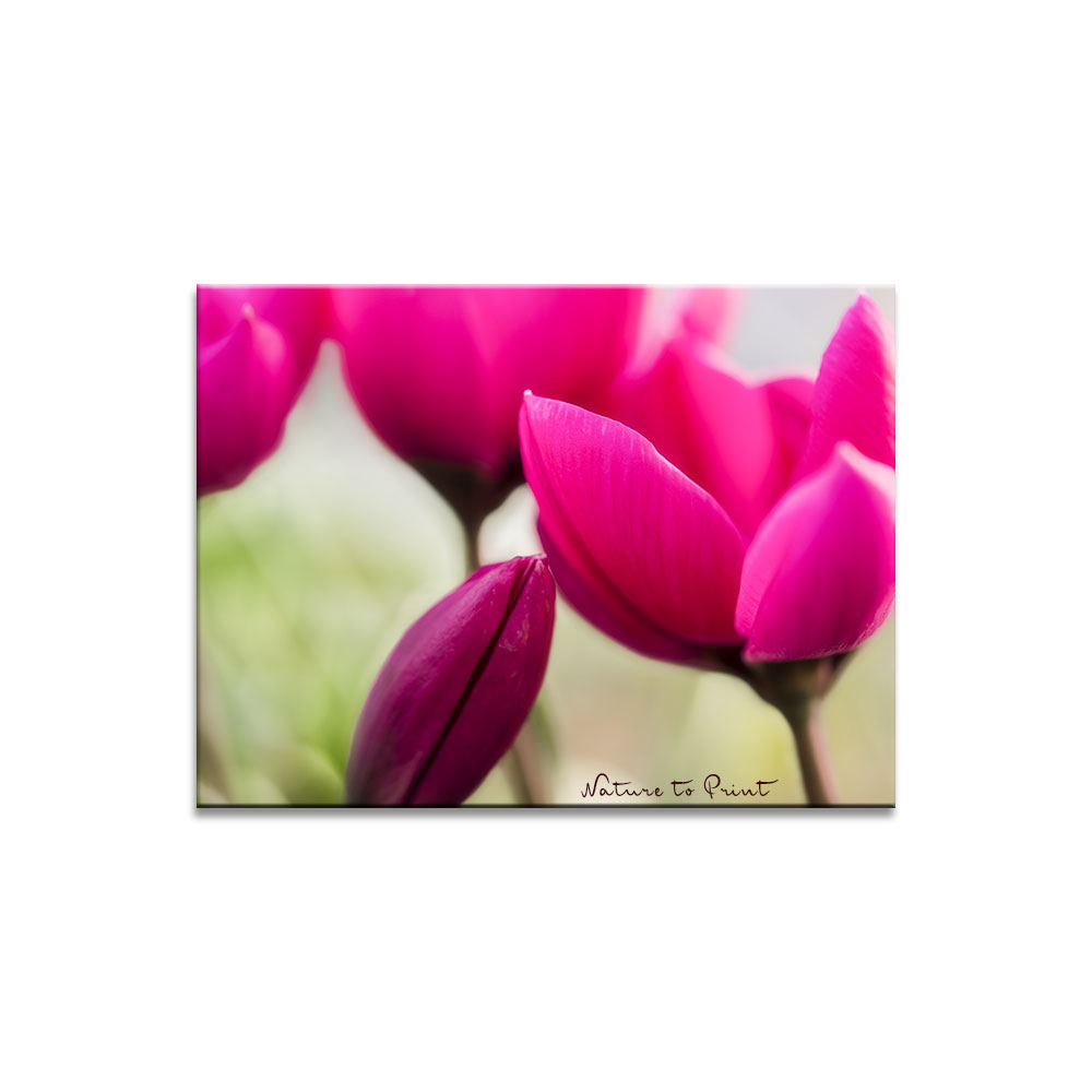 Wildtulpen humilis läutet den Vorfrühling ein