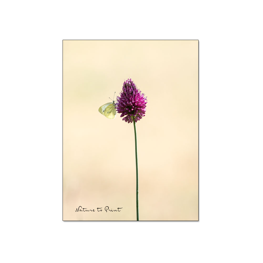 Zierlauch mit Schmetterling