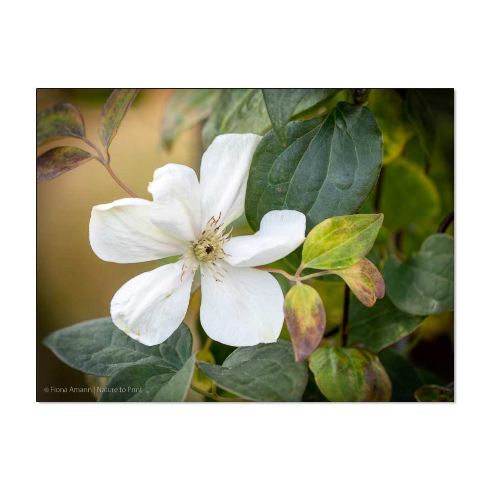 Blühende Clematis im November | Gartentipp mit Video Blumengarten, Gartentipps Blühende Clematis im November