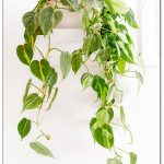 12 schöne Zimmerpflanzen für dunkle Ecken. Glück in Grün.