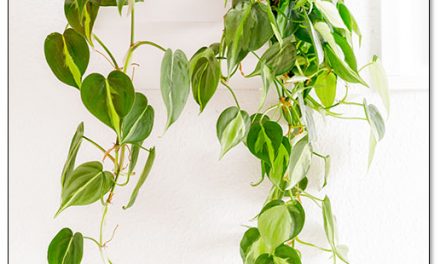 12 schöne Zimmerpflanzen für dunkle Ecken. Glück in Grün.