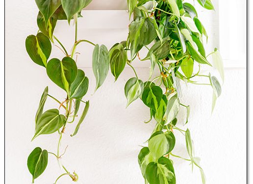 12 schöne Zimmerpflanzen für dunkle Ecken. Glück in Grün.