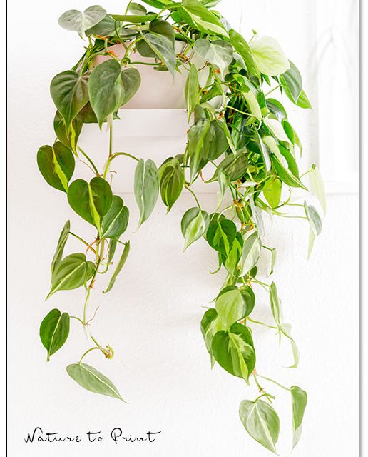 12 schöne Zimmerpflanzen für dunkle Ecken. Glück in Grün.