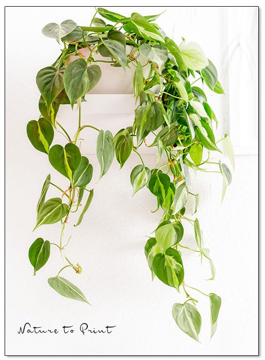 Zimmerpflanzen für dunkle Ecken