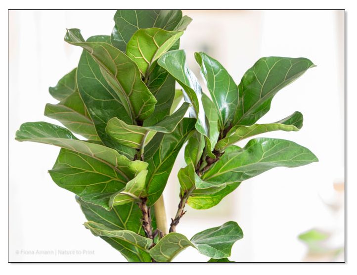 Zimmerbaum Geigenfeige, Ficus lyrata, die Zimmerpflanze verträgt auch etwas dunklere Ecken - aber nicht nur dort.