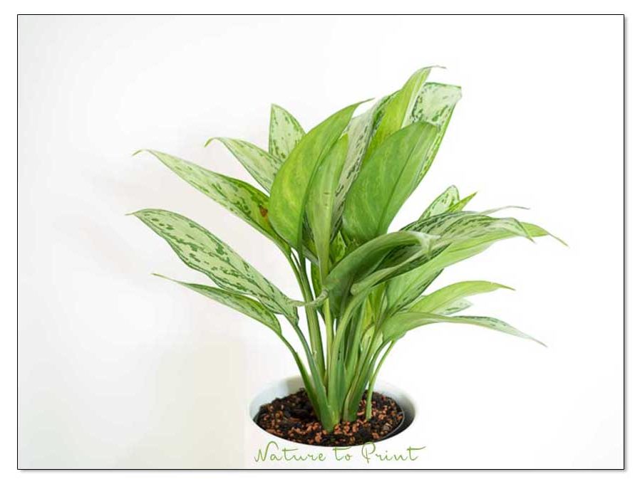 Kolbenfaden, Zimmerpflanze für dunkle Ecken