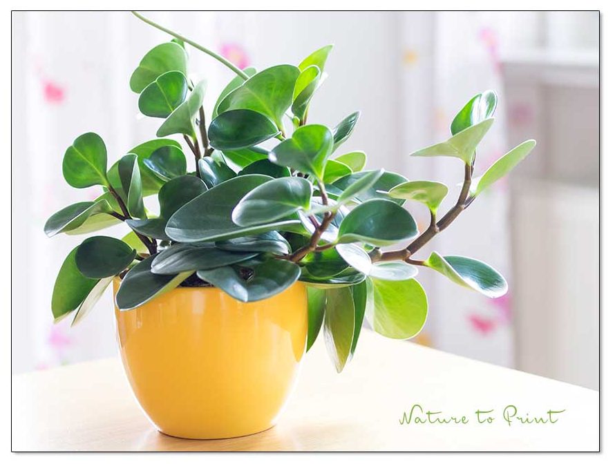 Zierpfeffer, Peperomia obtusifolia, 