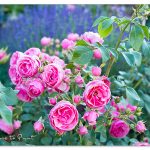 Pomponella, meine beste romantische Rose