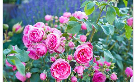 Pomponella, meine beste romantische Rose