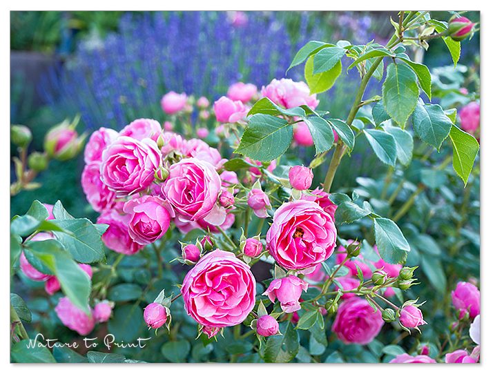 Romantische Rose Pomponella neben Lavendel am Sonnenhang