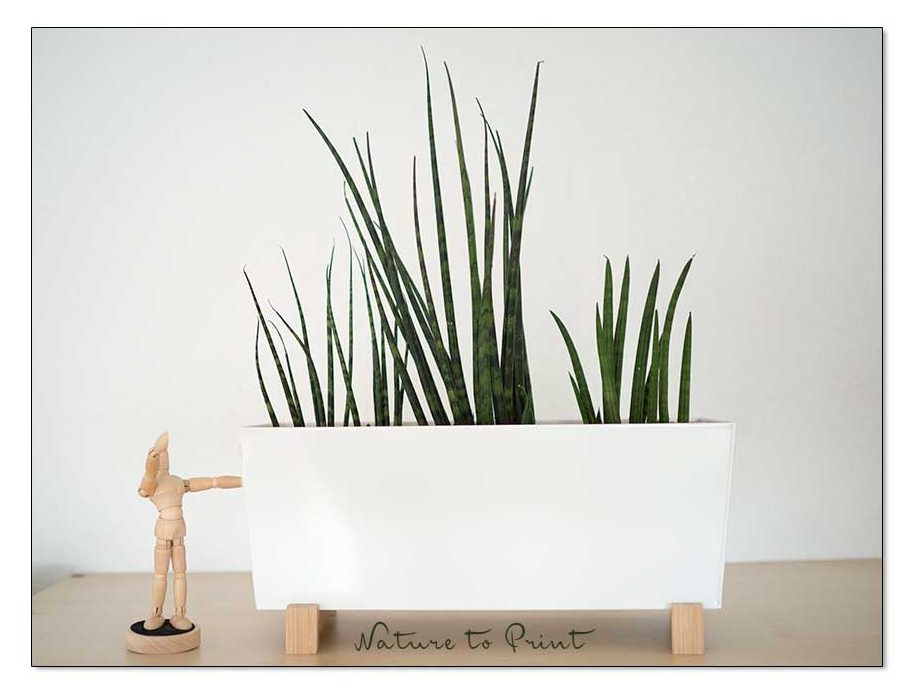 Kleine Sanseverien, fast schon Skulpturen im Blumentopf