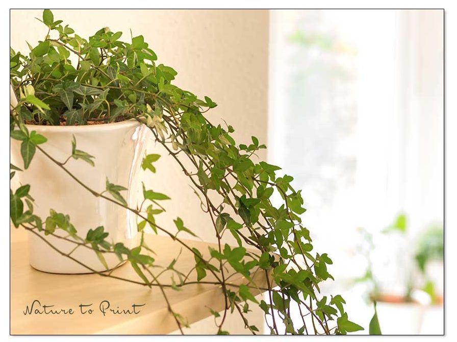 Zimmerpflanze für dunkle Ecken: Zimmerefeu gedeiht auch an schattigen Standorten