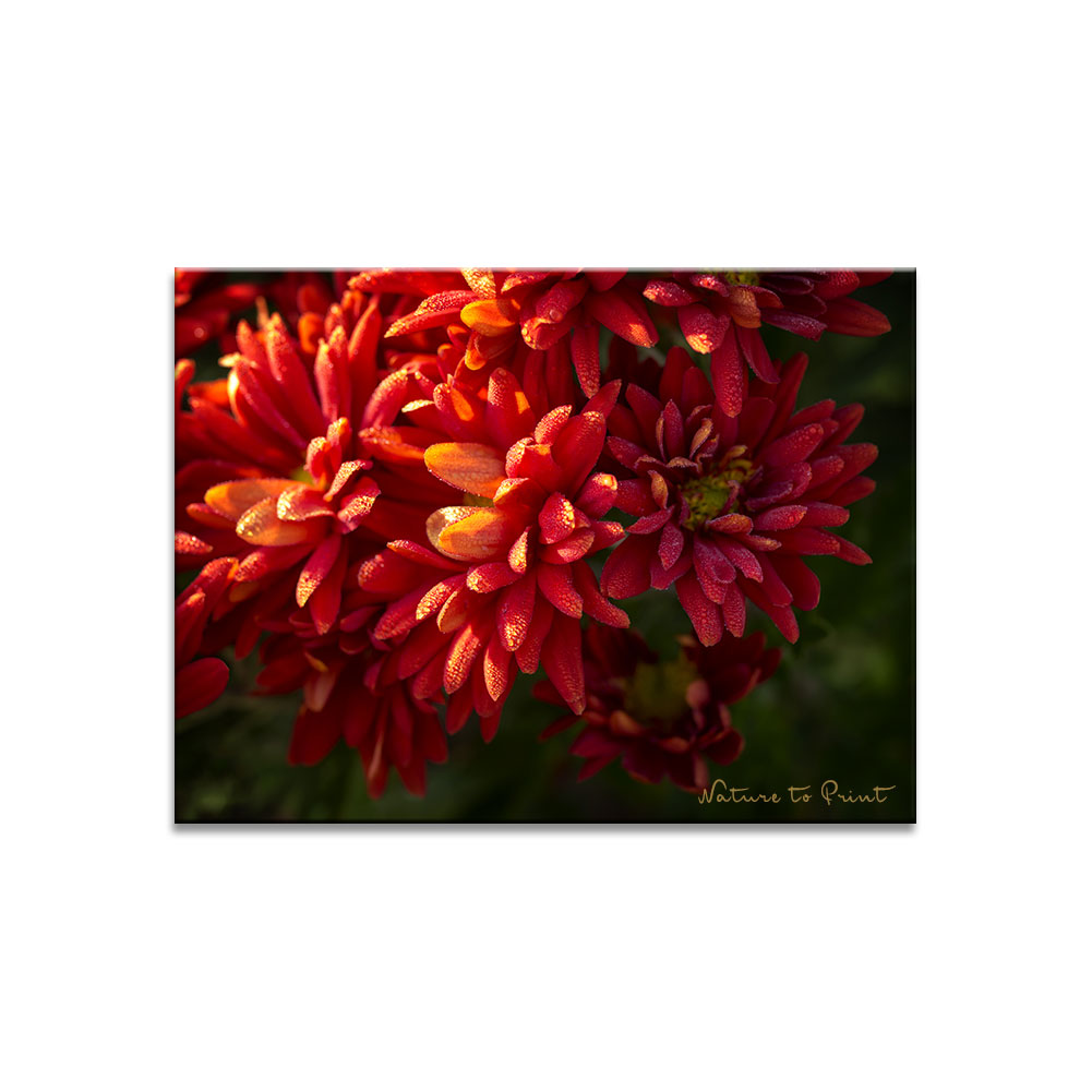 Garten-Chrysanthemen, die Magie der Herbstblumen