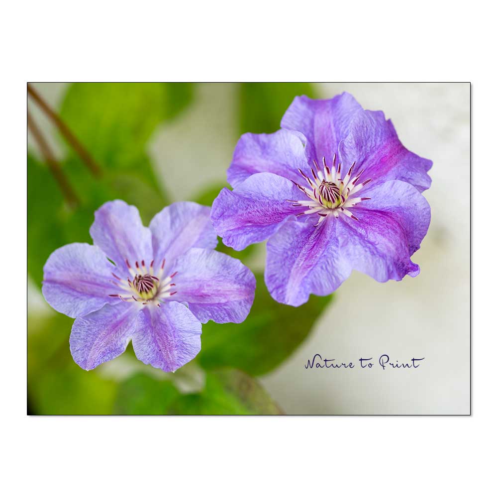 Clematis im Herbst