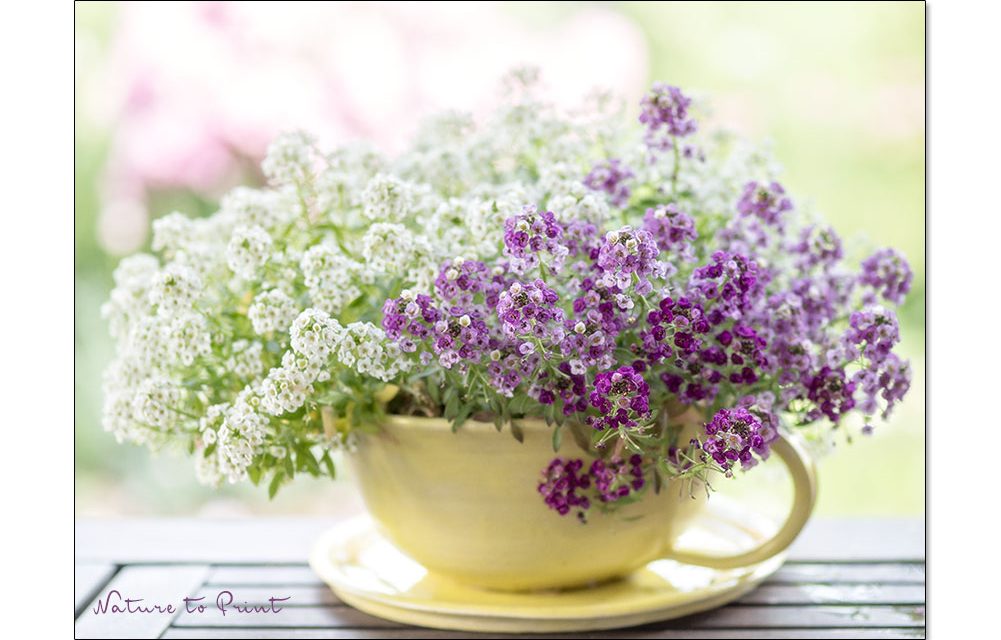 Gärtnern mit der Natur: So bleiben viele Sommerblumen für immer treu.