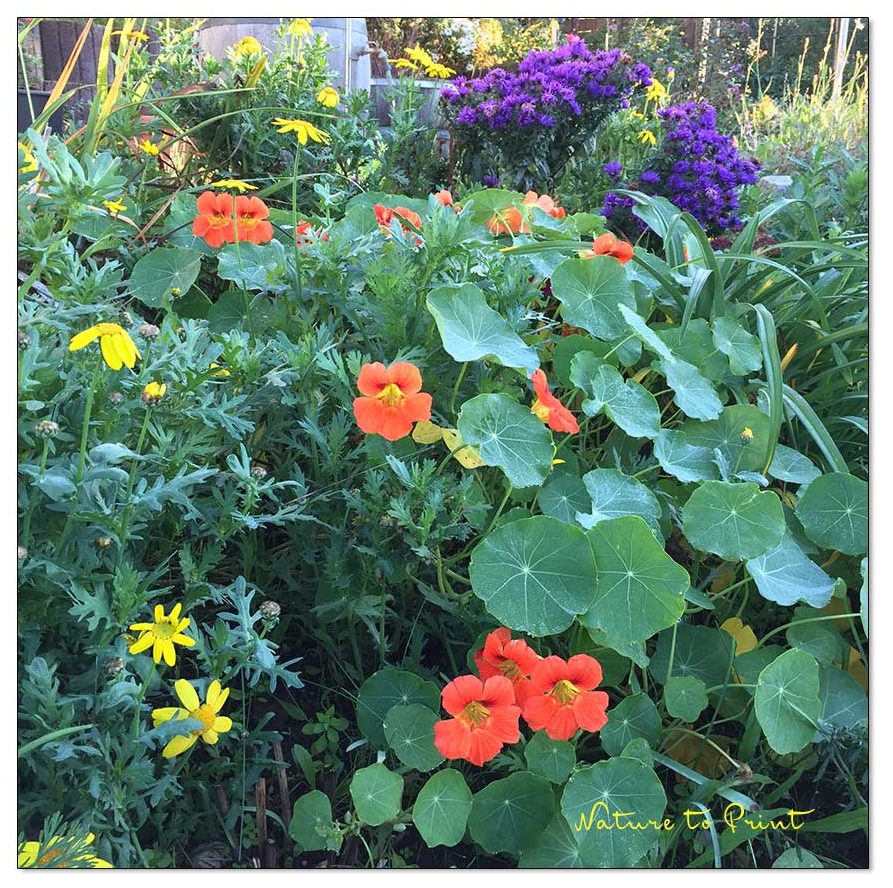Was blüht im November? In meinem Vorgarten beispielsweise Prachtkerze Gaura, Chrysanthemen, Riesensonnenhut, Dahlien, Rosen, Kapuzinerkresse, Astern, Wucherblumen, Goldmohn und vieles mehr. Was blüht im November? Kapuzinerkresse, Astern, Wucherblumen und Goldmohn