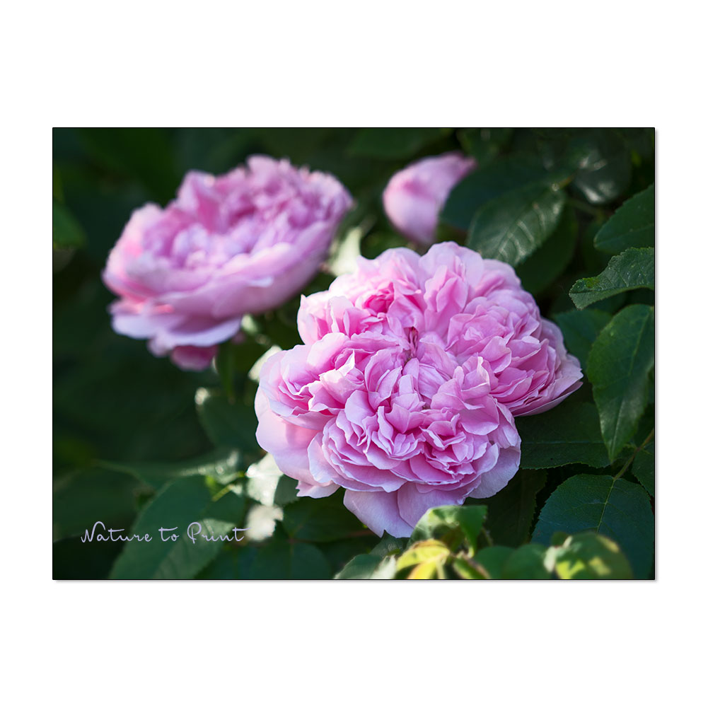 Jacques Cartier, historische Rose für Anfänger und Sammler