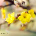 Echter Winterjasmin. Winterblüher für Garten & Pflanzkübel