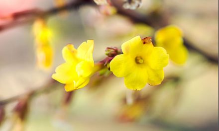 Echter Winterjasmin. Winterblüher für Garten & Pflanzkübel