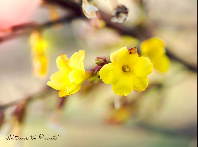 Echter Winterjasmin blüht von November bis März