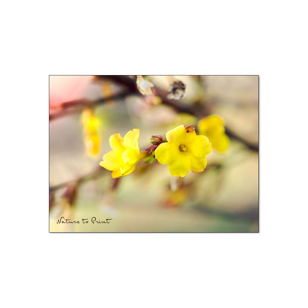 Echter Winterjasmin blüht von November bis März